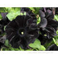 Black petunia seeds for growing